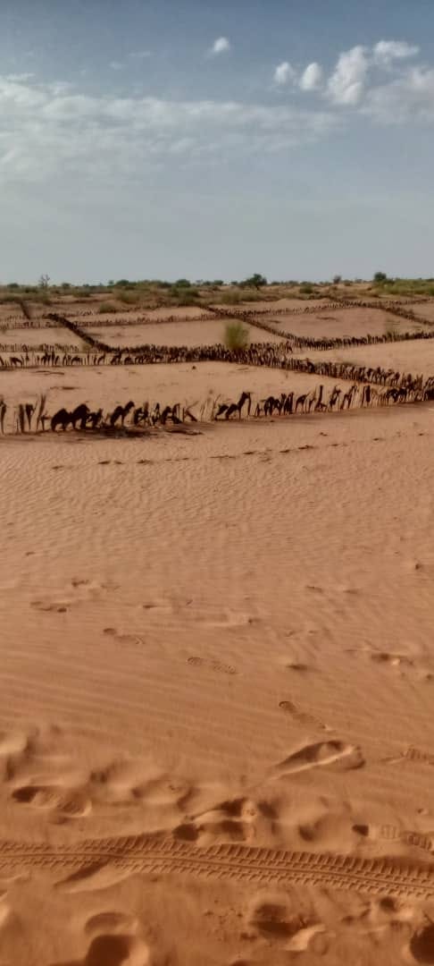 Vue d'ensemble du site de Koréwa aménagé en quadrillage